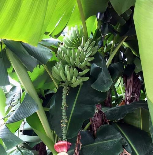 香蕉树什么时候种植（香蕉树的种植方法和时间）