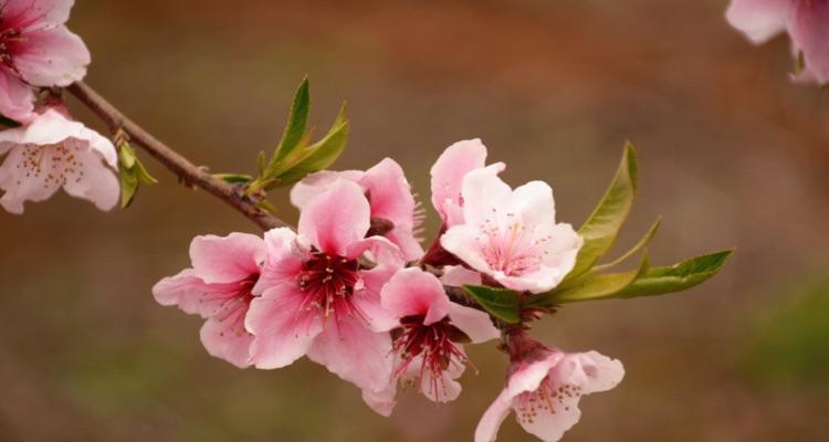 桃花是什么季节开的（有关桃花的花期季节）