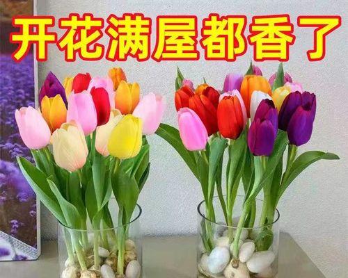 郁金香种植多久开花（关于郁金香的栽培方法）