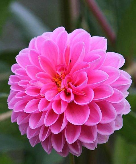 什么花在四月份开（详解四种代表四月的花）