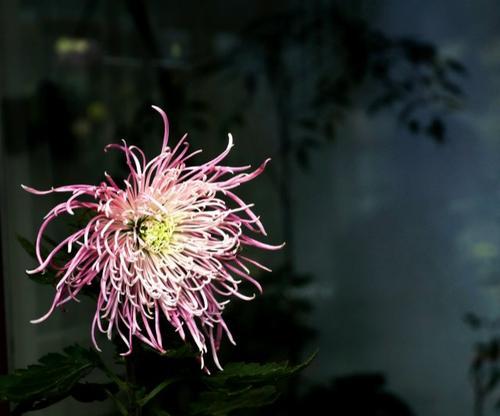 花中四君子是指什么花（象征七大谦让的花）