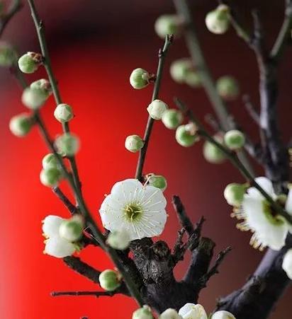 花中四君子是指什么花（象征七大谦让的花）