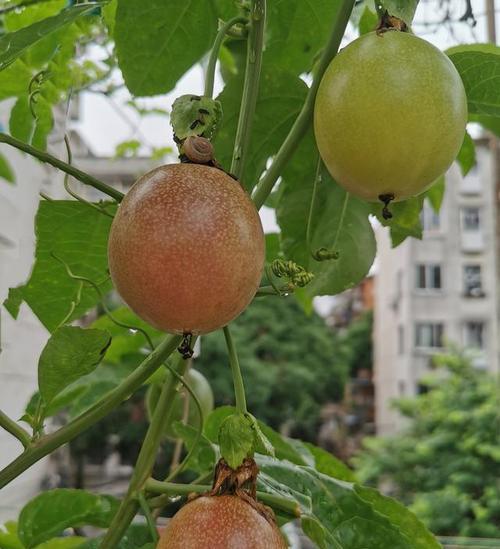 百香果栽种后多久挂果（百香果苗的种植与管理）