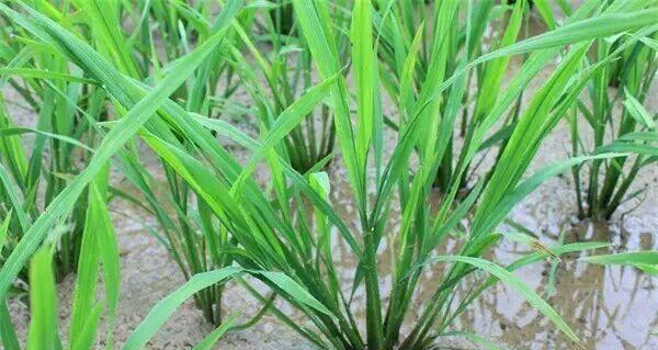 水绵是什么植物（水绵的植物学特性）