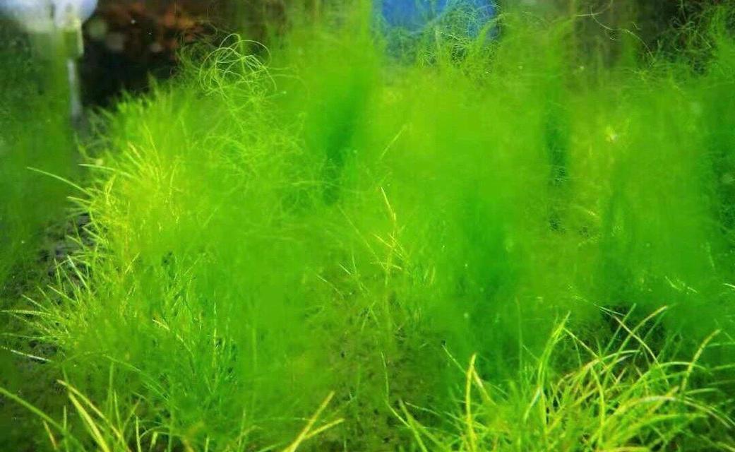 水绵是什么植物（水绵的植物学特性）