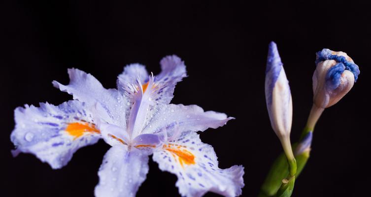 鸢尾花什么样子（鸢尾花的正确养护知识）