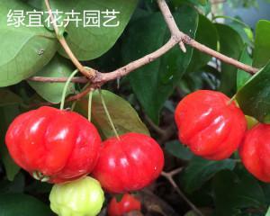 红果仔盆景怎么养殖（红果仔盆景养护知识）