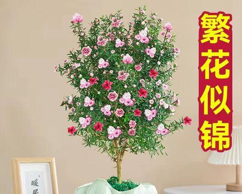 梅花怎么养家庭养法（详解梅花的种植与养护）