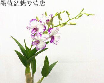 兰花出花剑怎么处理（有关兰花出花剑的养护技巧）