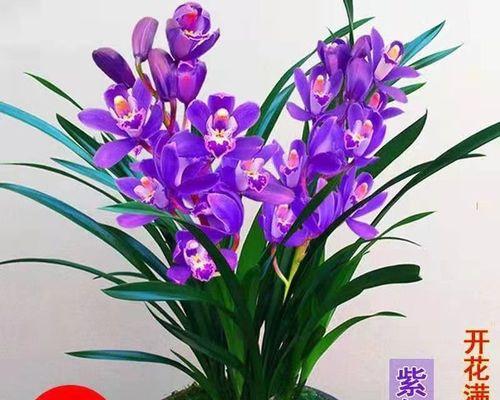 四季兰花怎么养才能开花（四季兰花的栽培技术要点）