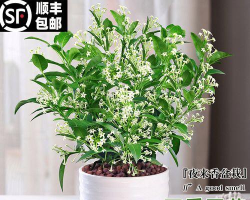 一年四季开花好养的花有哪些（适合室内养的花卉大全）