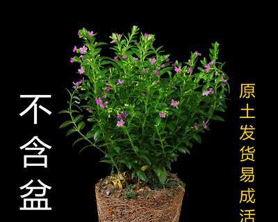 一年四季开花好养的花有哪些（适合室内养的花卉大全）