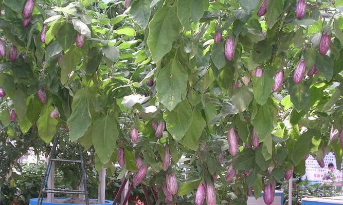 茄子怎么种植（茄子种植技术与管理）