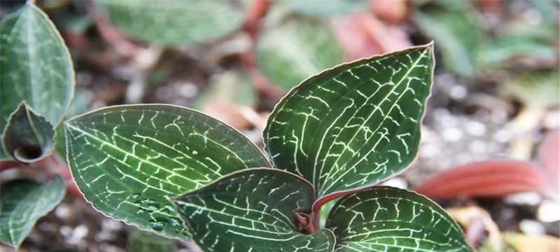 金线莲如何种植（金线莲种植方法和时间）