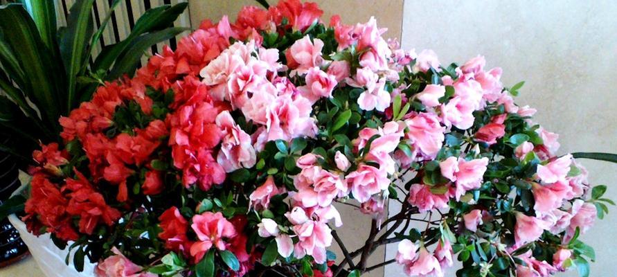 杜鹃花怎么能养好（杜鹃花盆栽养殖方法）