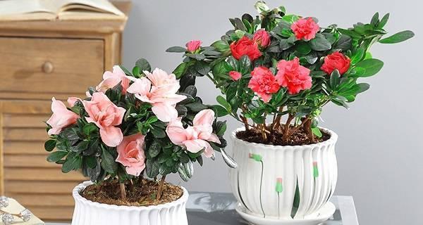 杜鹃花怎么能养好（杜鹃花盆栽养殖方法）