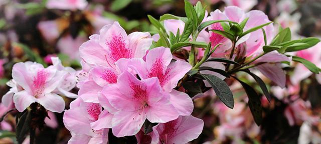 杜鹃花怎么能养好（杜鹃花盆栽养殖方法）