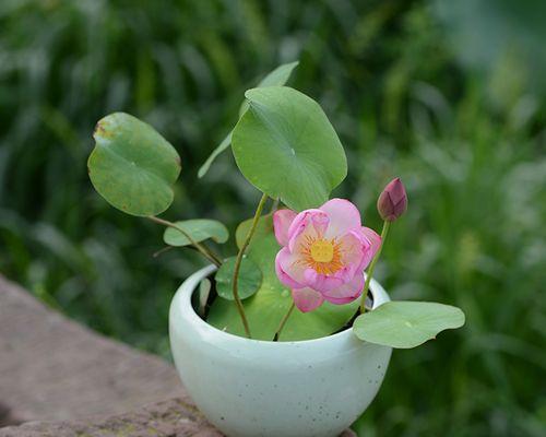 水培碗莲怎么样才能开花（水培碗莲种植方法和注意事项）