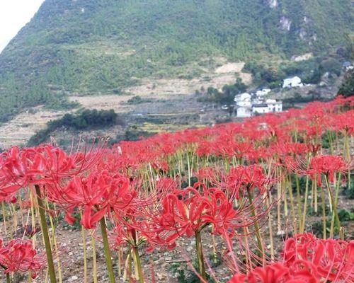 彼岸花种子怎么种植（彼岸花的种植方法和注意事项）