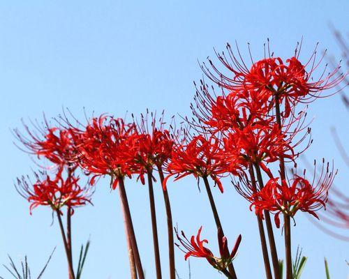 彼岸花种子怎么种植（彼岸花的种植方法和注意事项）