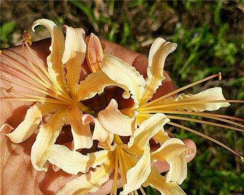 彼岸花种子怎么种植（彼岸花的种植方法和注意事项）