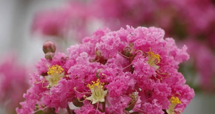 紫薇花什么季节开花（观赏紫薇花花期简介）