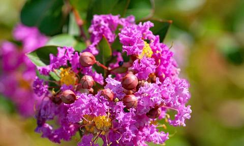 紫薇花什么季节开花（观赏紫薇花花期简介）