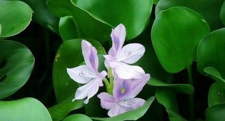 种在水里的植物有哪些（适合长期水培的植物介绍）