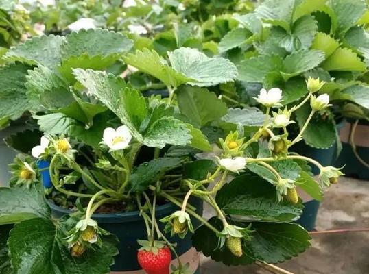 草莓适合什么季节种（草莓种植时间和方法）