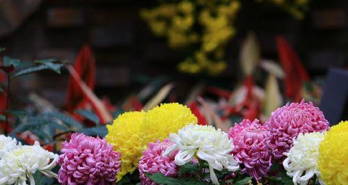 菊花开放时间在几月份（观赏菊花花期简介）