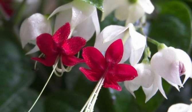 龙吐珠花怎么养才能开花（描述龙吐珠的栽培技术）