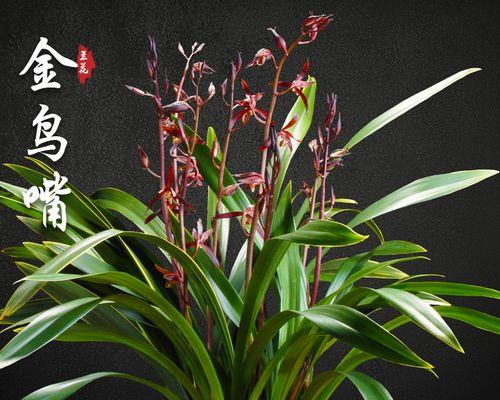 墨兰花图片及养殖方法（墨兰盆栽的养护要点）
