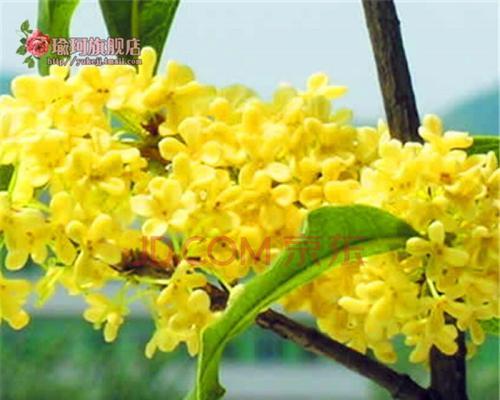 桂花几天浇一次水比较好（桂花的浇水频率与技巧）