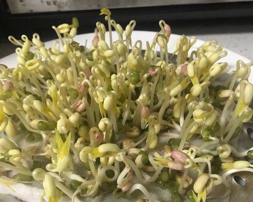 绿豆怎么种发芽最快（绿豆发芽的正确过程）