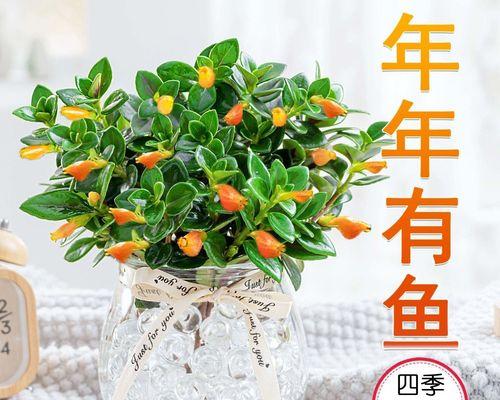 懒人养什么花比较好（适合室内养的花卉大全）