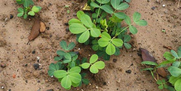 花生怎样管理才高产（花生种植的时期）