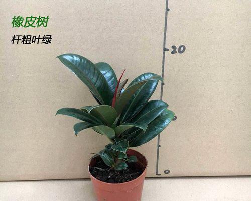 家庭怎样养好盆栽橡皮树（种植橡皮树的方法讲解）