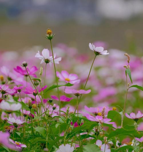 格桑花什么时候开花（关于格桑花的花期时间）