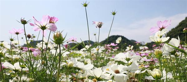 格桑花什么时候开花（关于格桑花的花期时间）