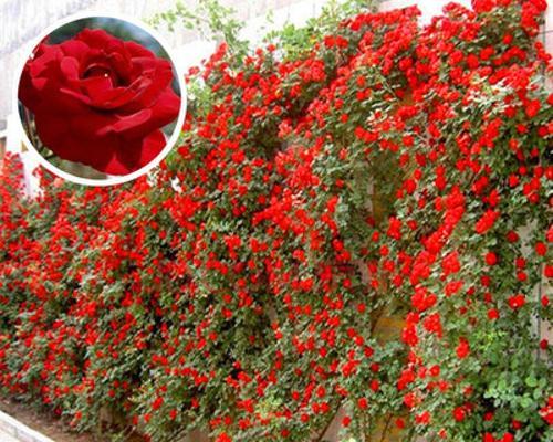 家庭怎样种植蔷薇花（蔷薇花种植方法与技巧）