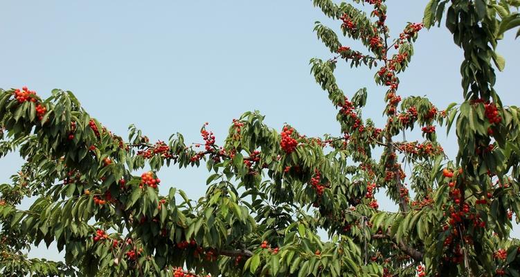 樱桃树怎么种植（樱桃的种植方法与时间）