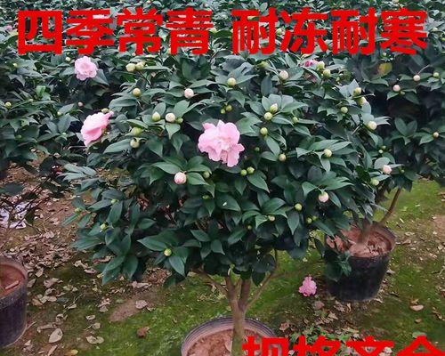 冬天开的有什么花（盘点10种代表冬天的花）