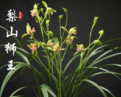 兰花怎么养殖（养兰花的正确方法）