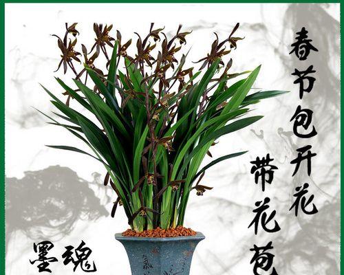 兰花要怎么养才能养好（新手养兰花的正确方法）