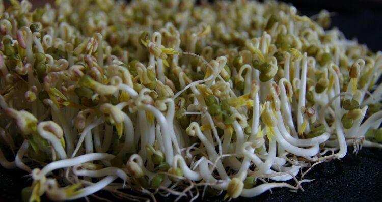 发绿豆芽最简单的方法（在家发豆芽的正确方法）