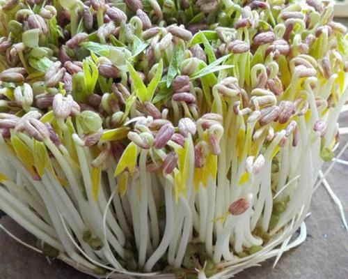 发绿豆芽最简单的方法（在家发豆芽的正确方法）