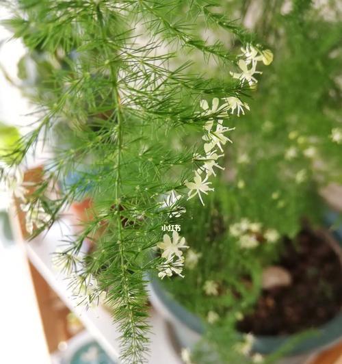 文竹开花的寓意（品味生命中的绚丽奇迹）