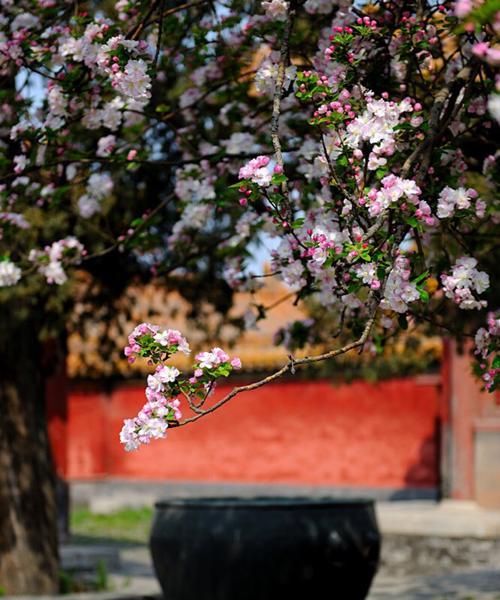 西府海棠花语（探秘西府海棠花的含义和传承的情感力量）