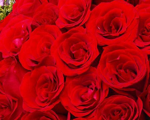 100朵玫瑰的意义（浪漫的花束中蕴含的情感与寓意）