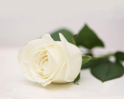 白玫瑰花语的深意（11朵白玫瑰所传递的神秘信息）